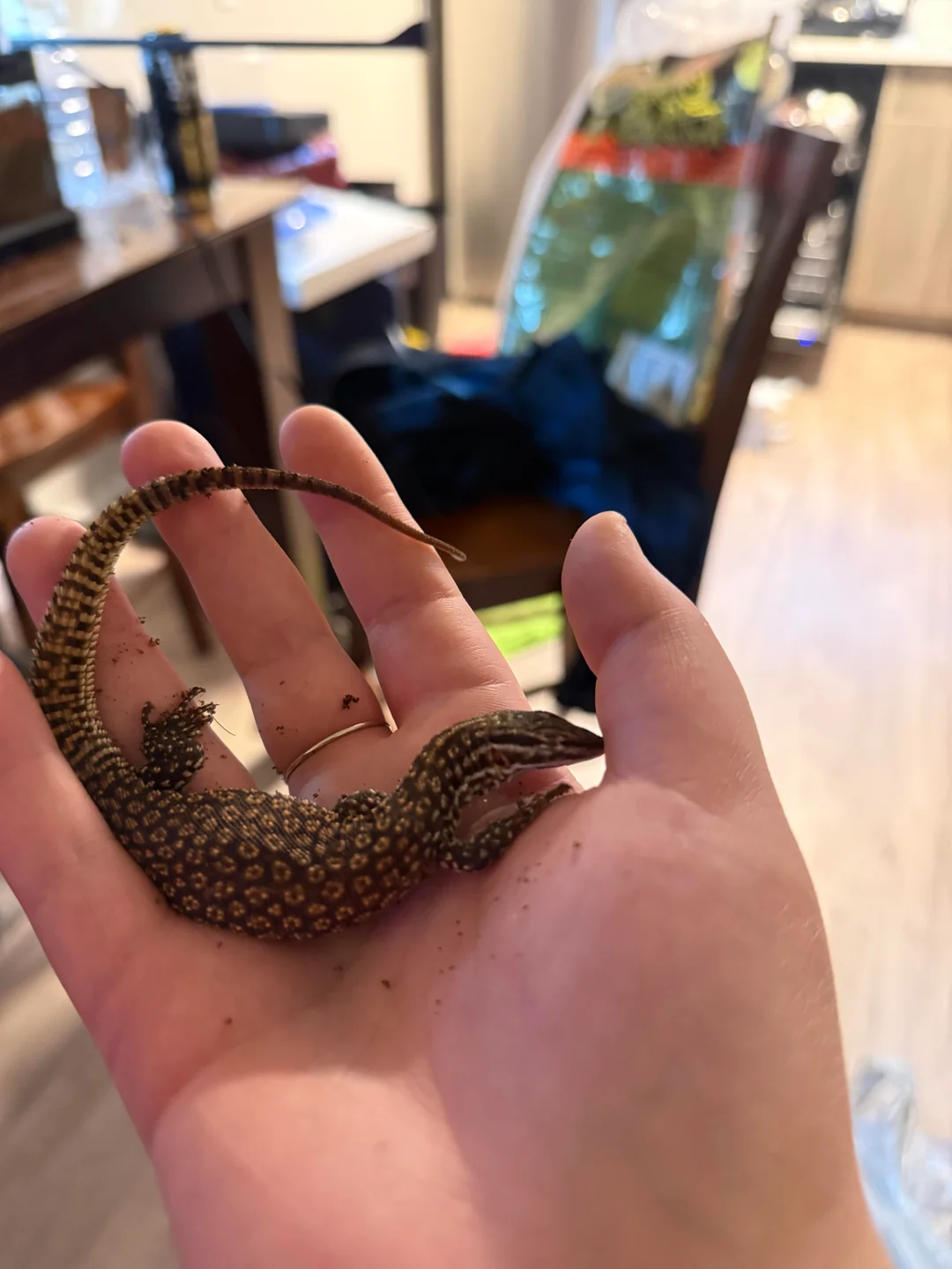 Ackie Monitor for sale