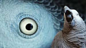How Much Does an African Grey Parrot Cost? 2025 Complete Price Guide