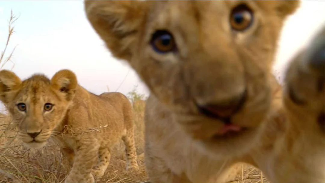 African Lion for sale