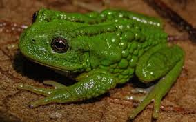 Amphibians for sale