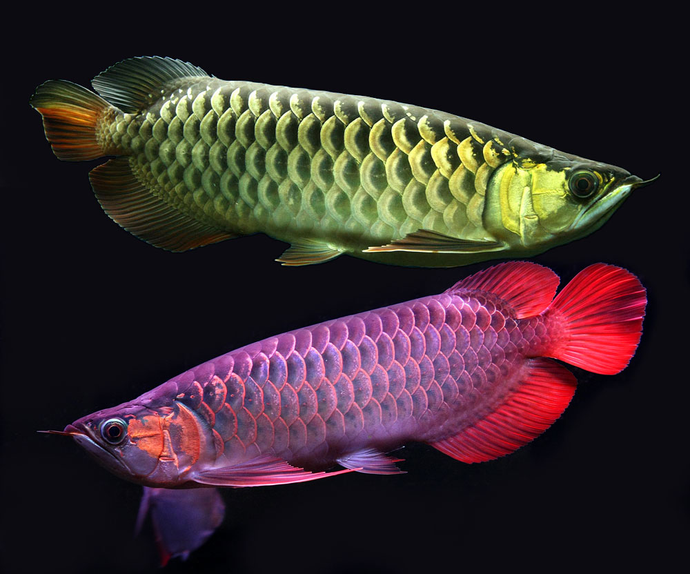 Arowana Fish Guide — Types, Prices & Care for the Dragon Fish
