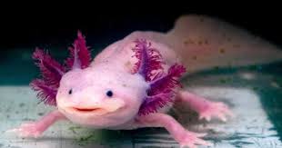 Axolotl Care Guide — Setup, Feeding & Water Quality Explained