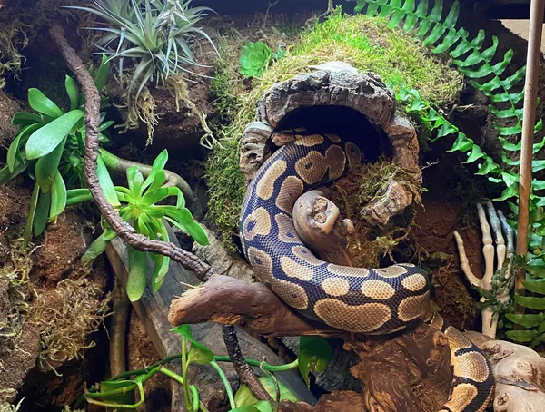 How to Set Up the Perfect Ball Python Enclosure — Step by Step