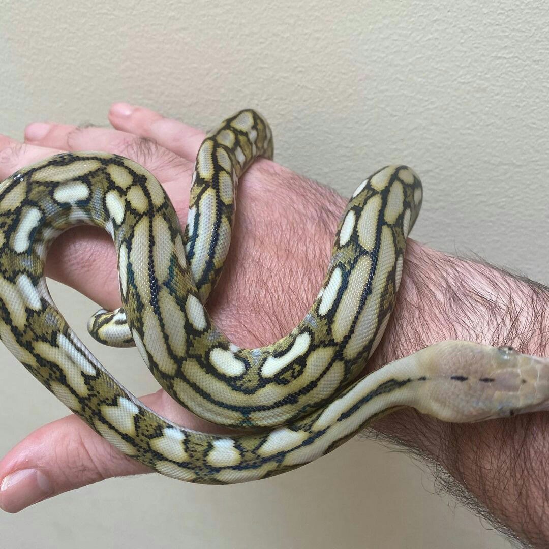 Ball Python