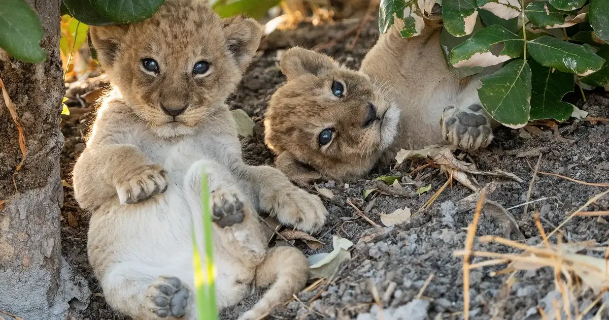 Big Cats for sale