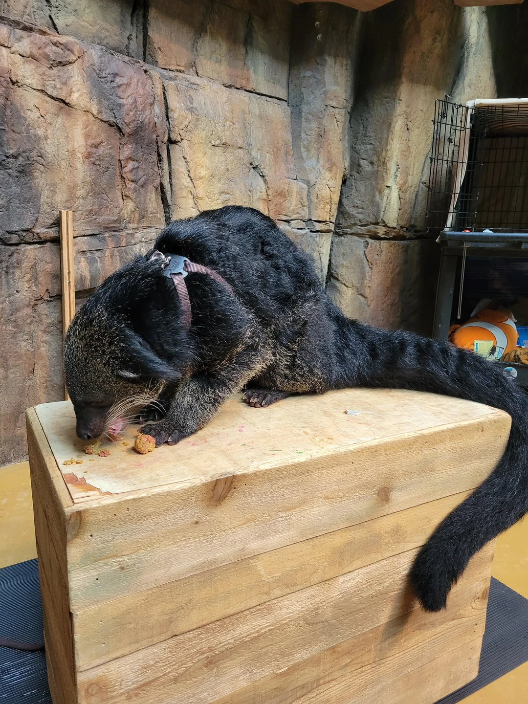 Binturong for sale