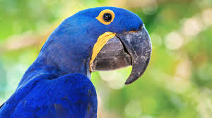 Birds for sale