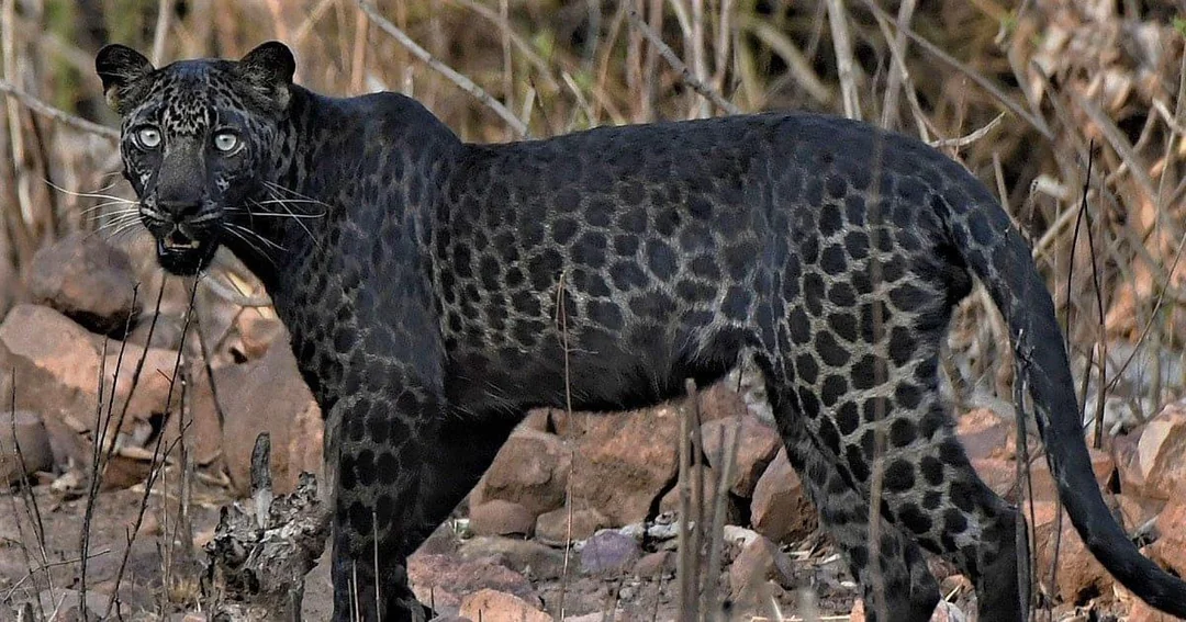 Black Leopard (Panther) for sale