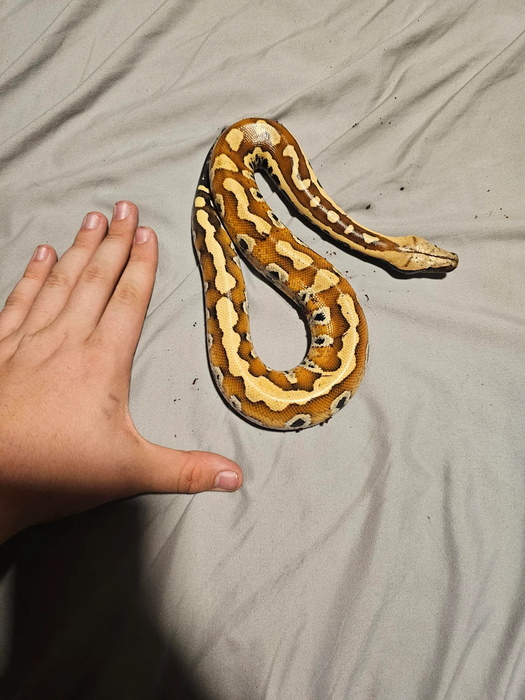 Blood Python for sale