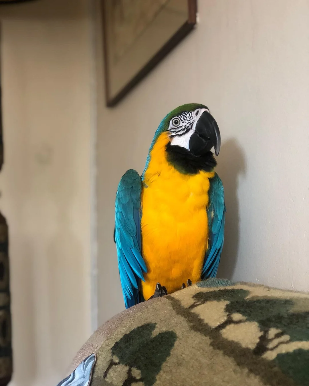 Blue & Gold Macaw for sale