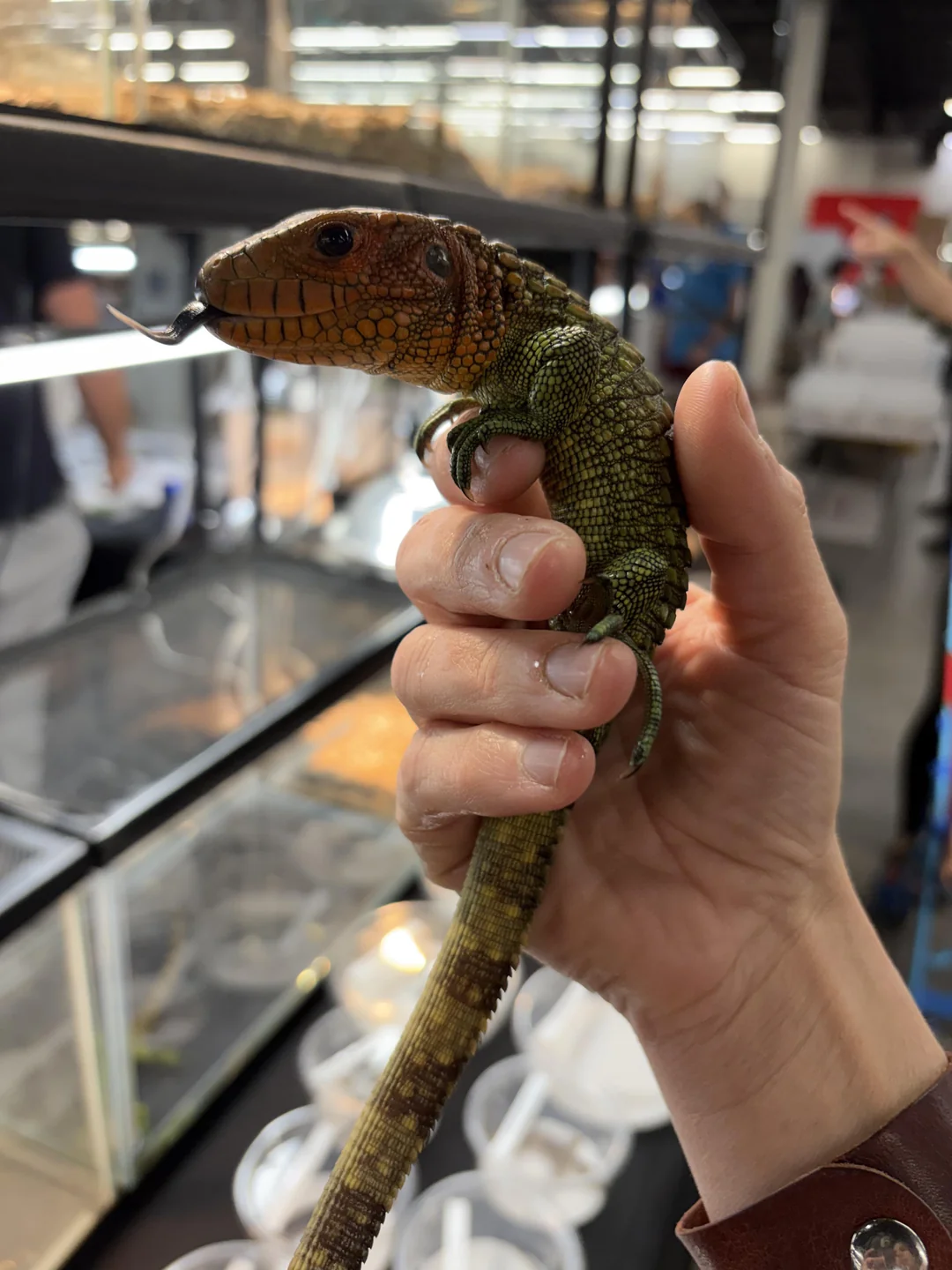 Caiman Lizard for sale