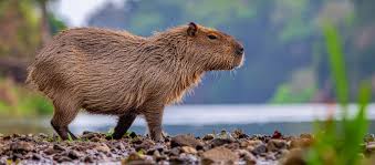 Capybara as a Pet — The Complete 2025 Guide
