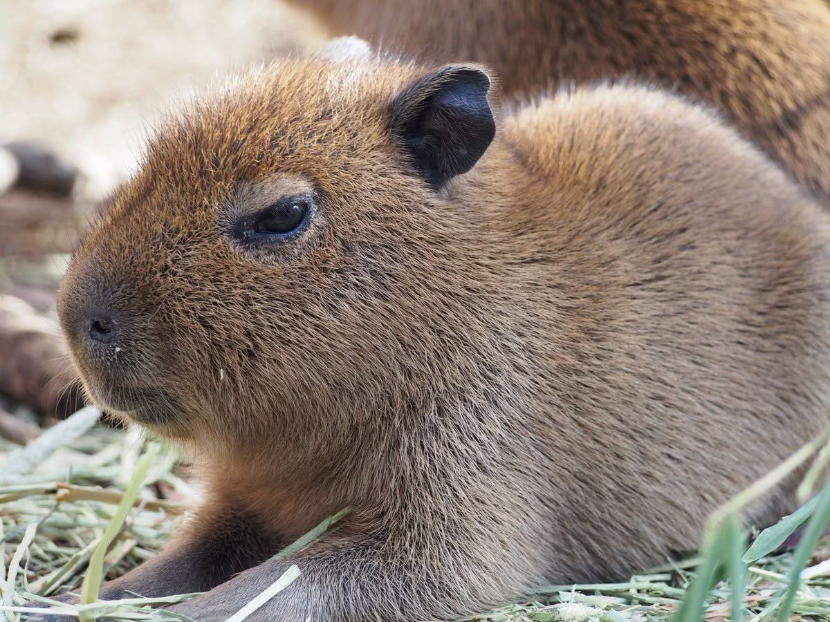 Capybara for sale