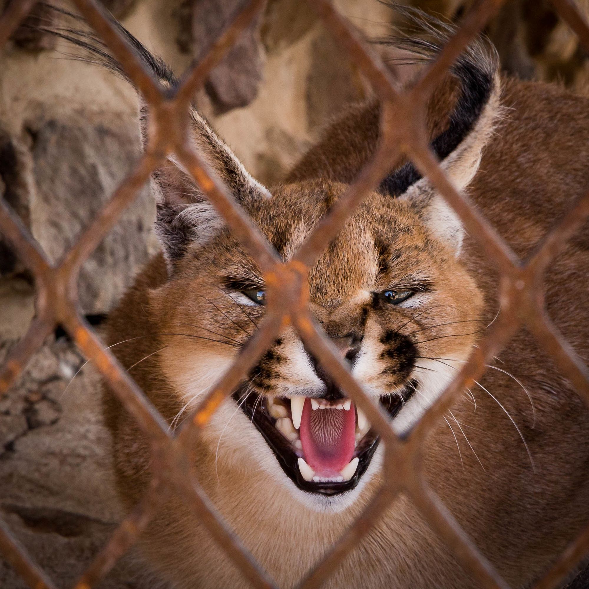 Caracal for sale