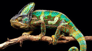 Chameleon Care Guide — Lighting, Humidity & Diet for Healthy Chameleons