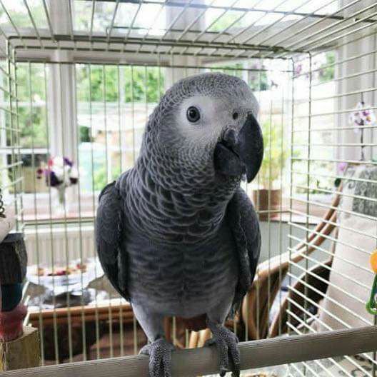 African Grey Parrot