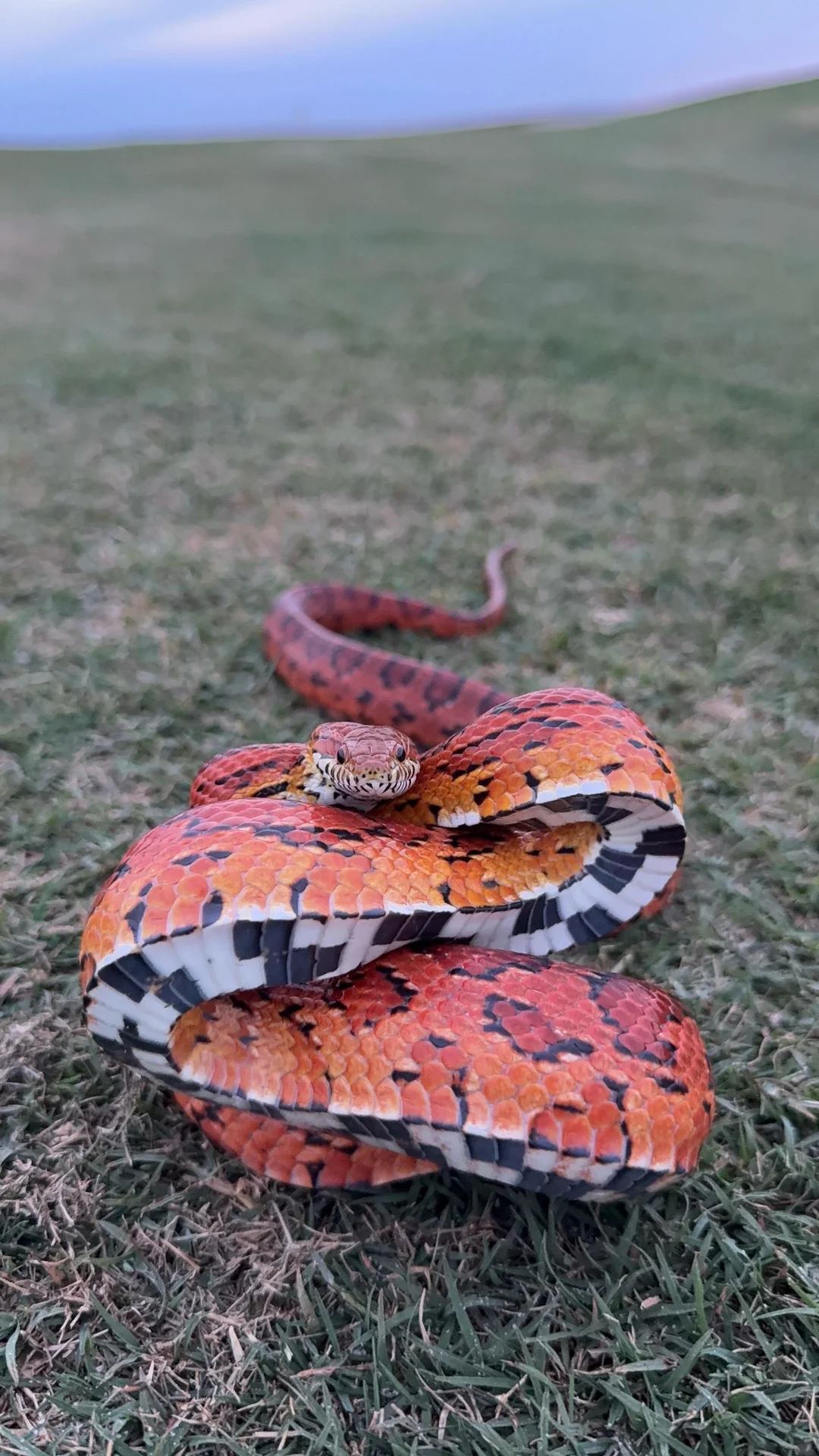 Corn Snake for sale