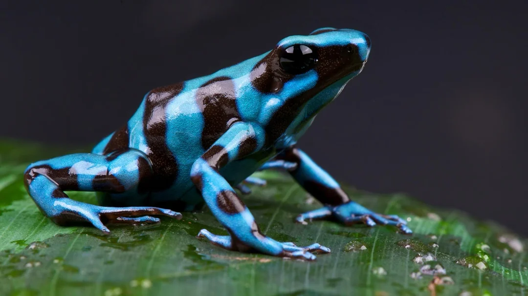 Dart Poison Frog for sale