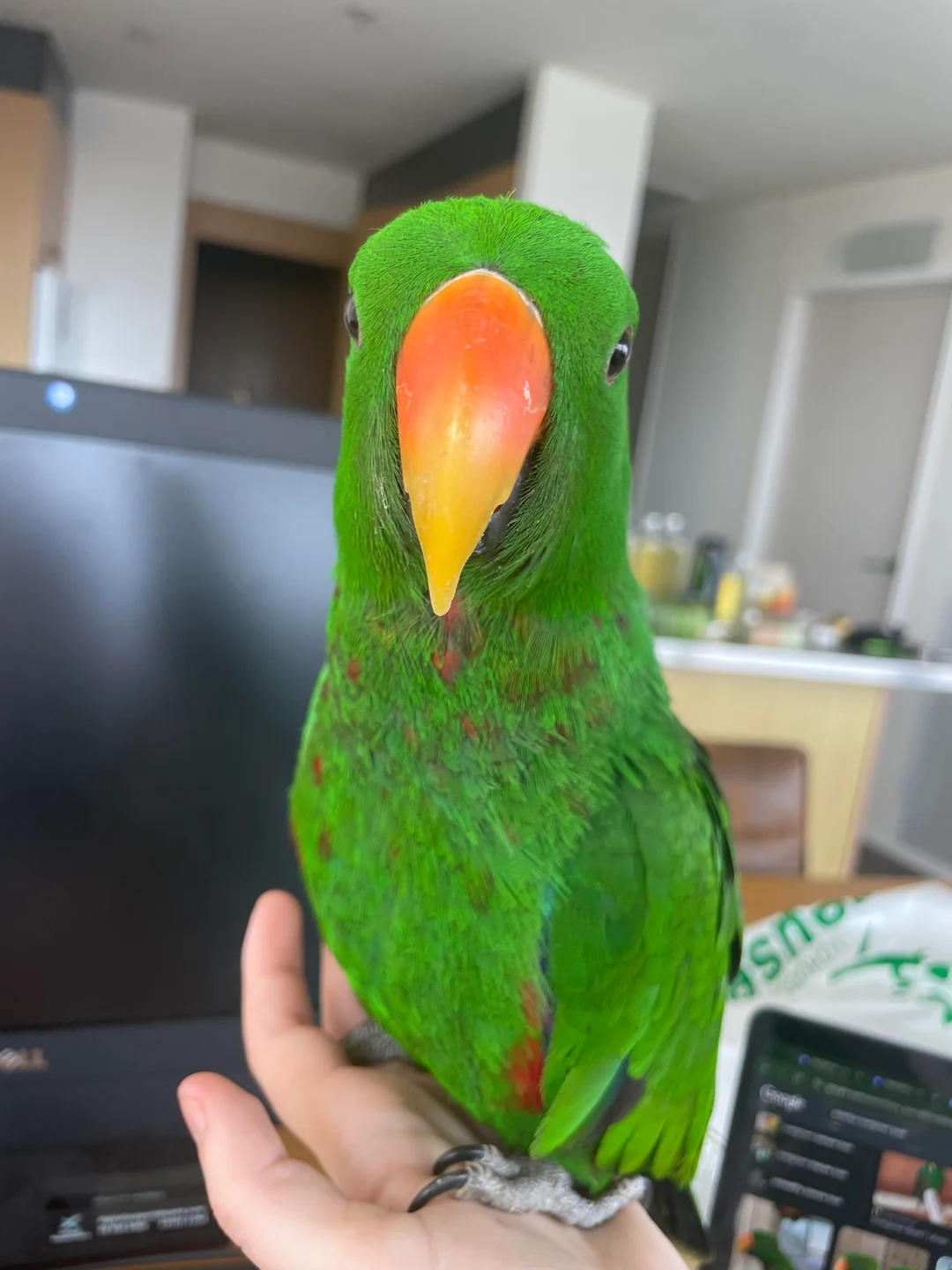 Eclectus Parrot for sale