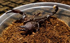 Emperor Scorpion Care Guide — The Perfect Beginner Scorpion