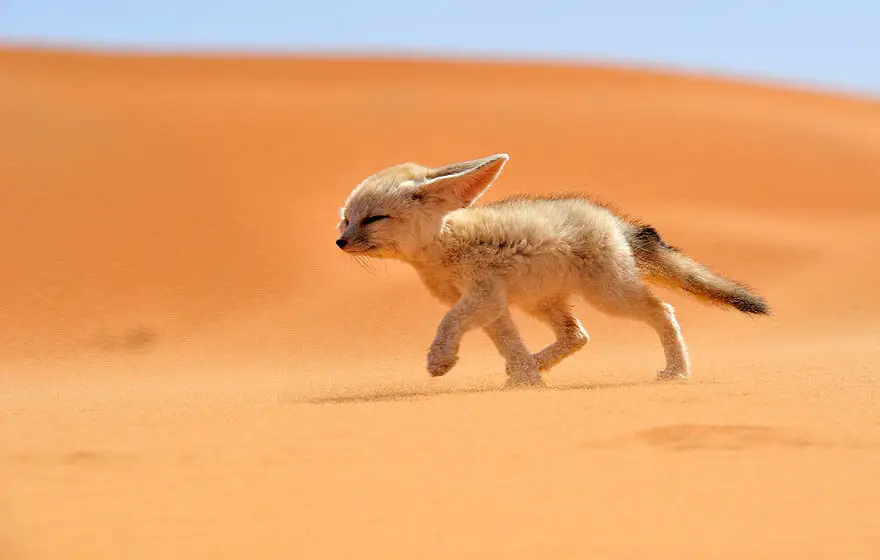 What Permits Do You Need to Own a Fennec Fox? State by State 2025