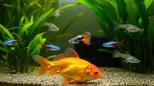 Fish & Aquatics for sale