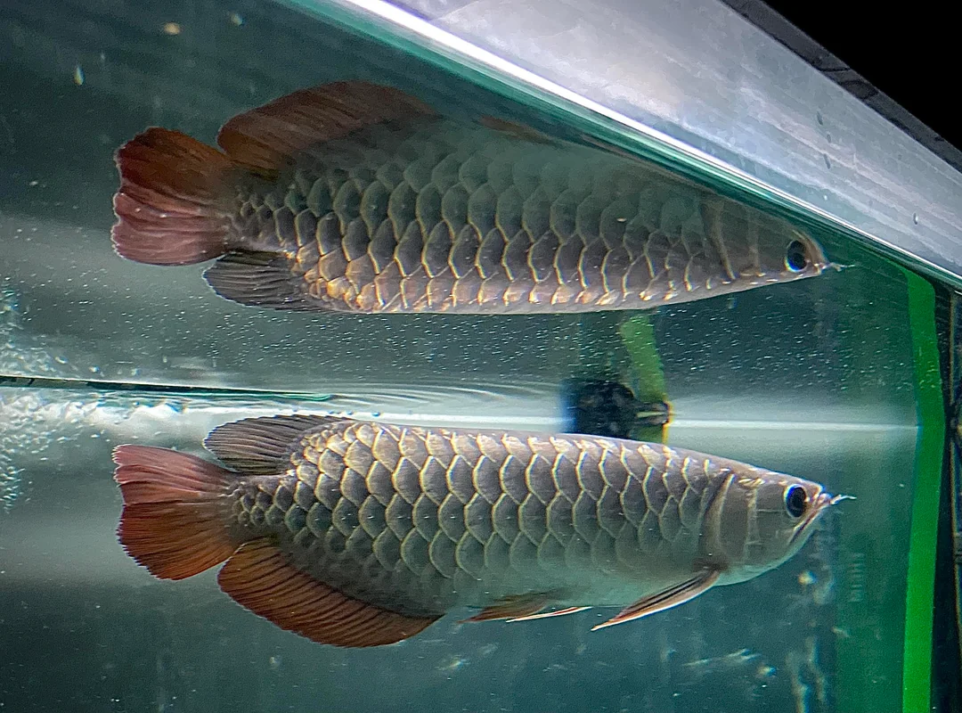 Golden Arowana