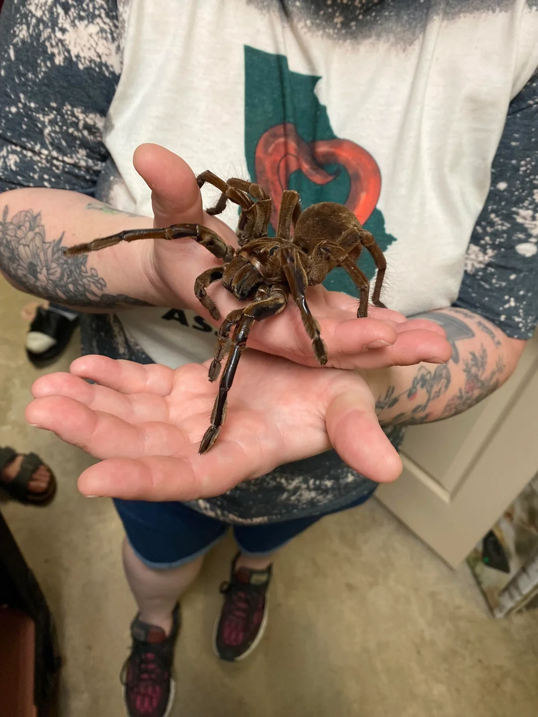 Goliath Birdeater Tarantula for sale