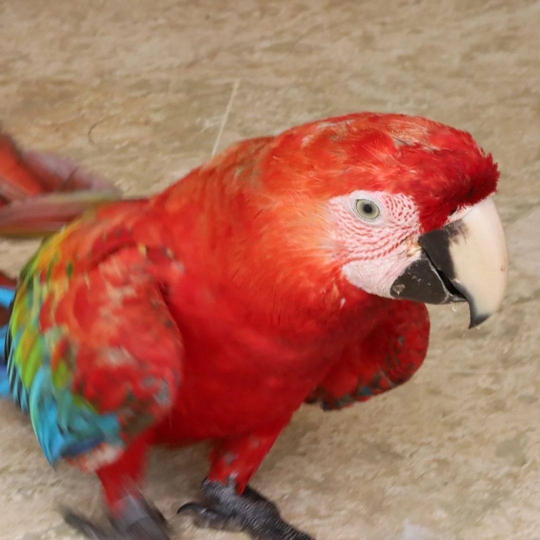 Green Wing Macaw for sale