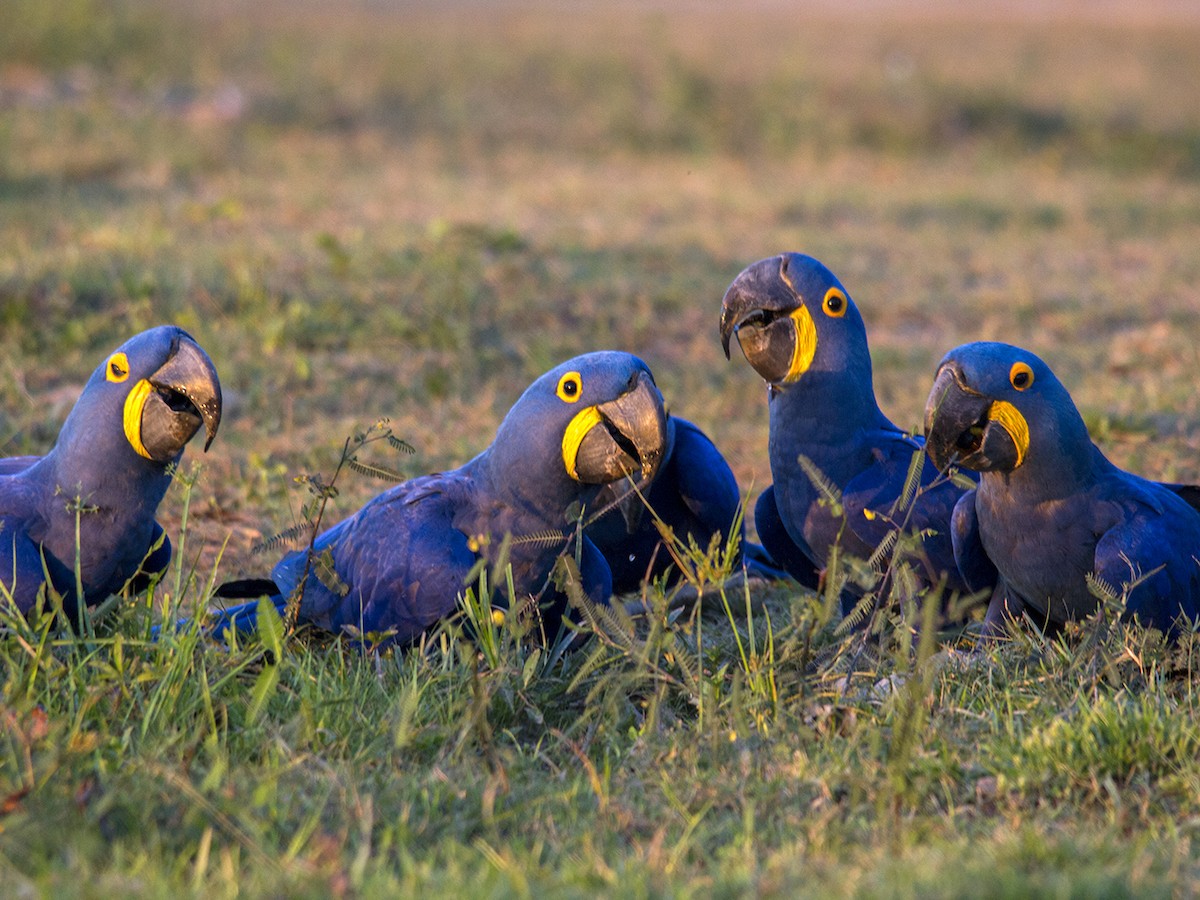 Hyacinth Macaw — The Complete Owner's Guide 2025