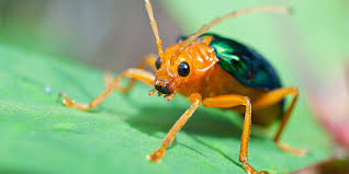 Invertebrates for sale
