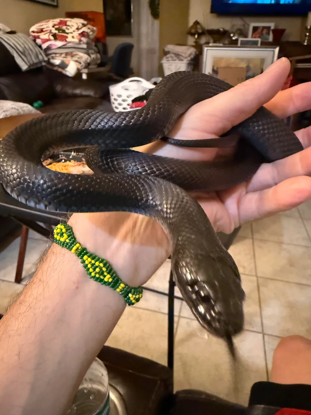 King Snake for sale