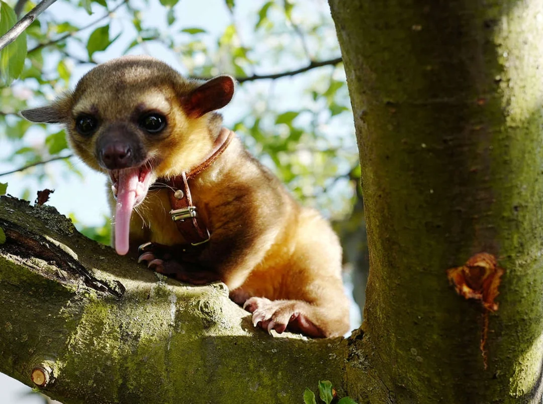 Kinkajou for sale