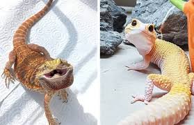Leopard Gecko vs Bearded Dragon — Which is the Better Beginner Reptile?