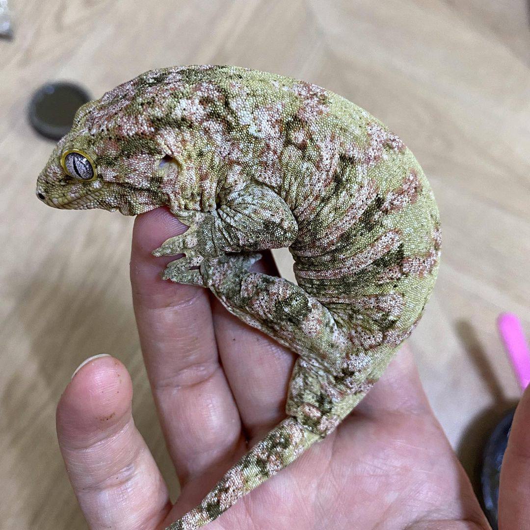 Leopard Gecko for sale