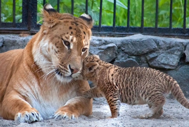 Liger for sale