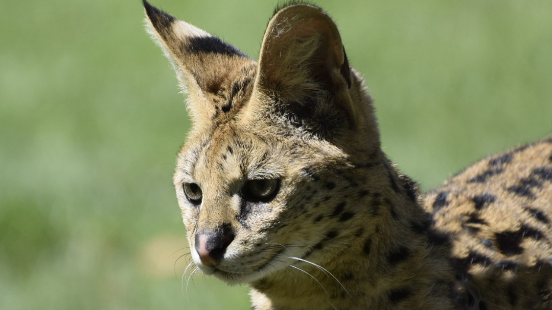 Exotic Mammals for sale