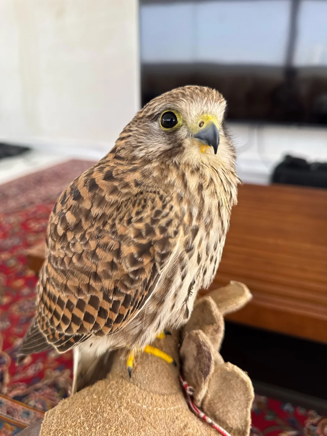 Merlin Falcon for sale