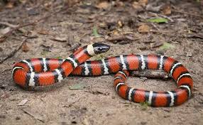 Milk Snake for sale
