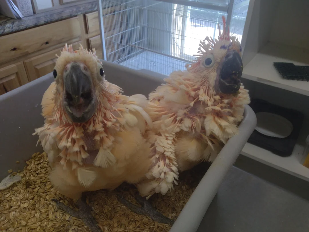Moluccan Cockatoo for sale