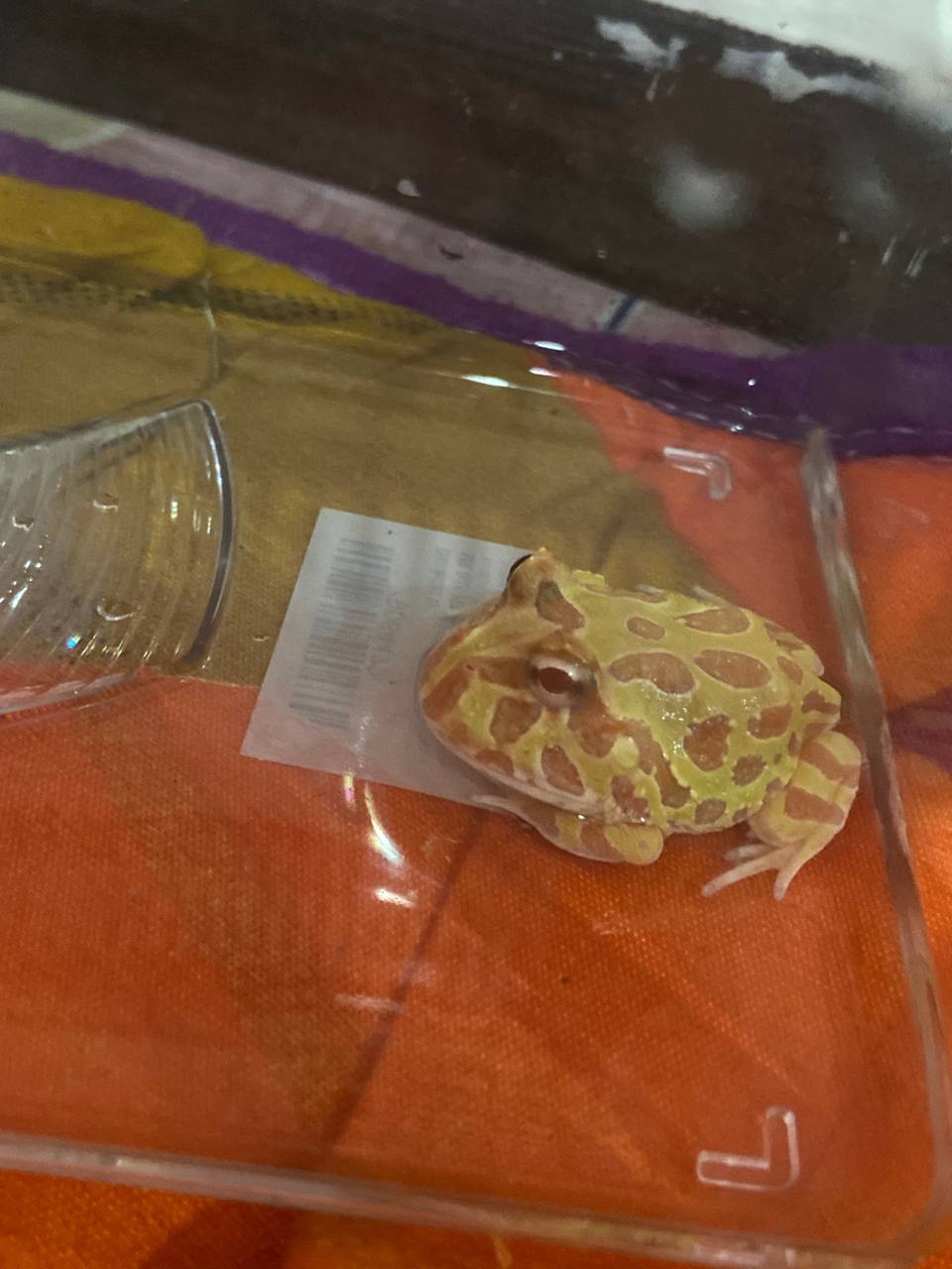 Pacman Frog for sale