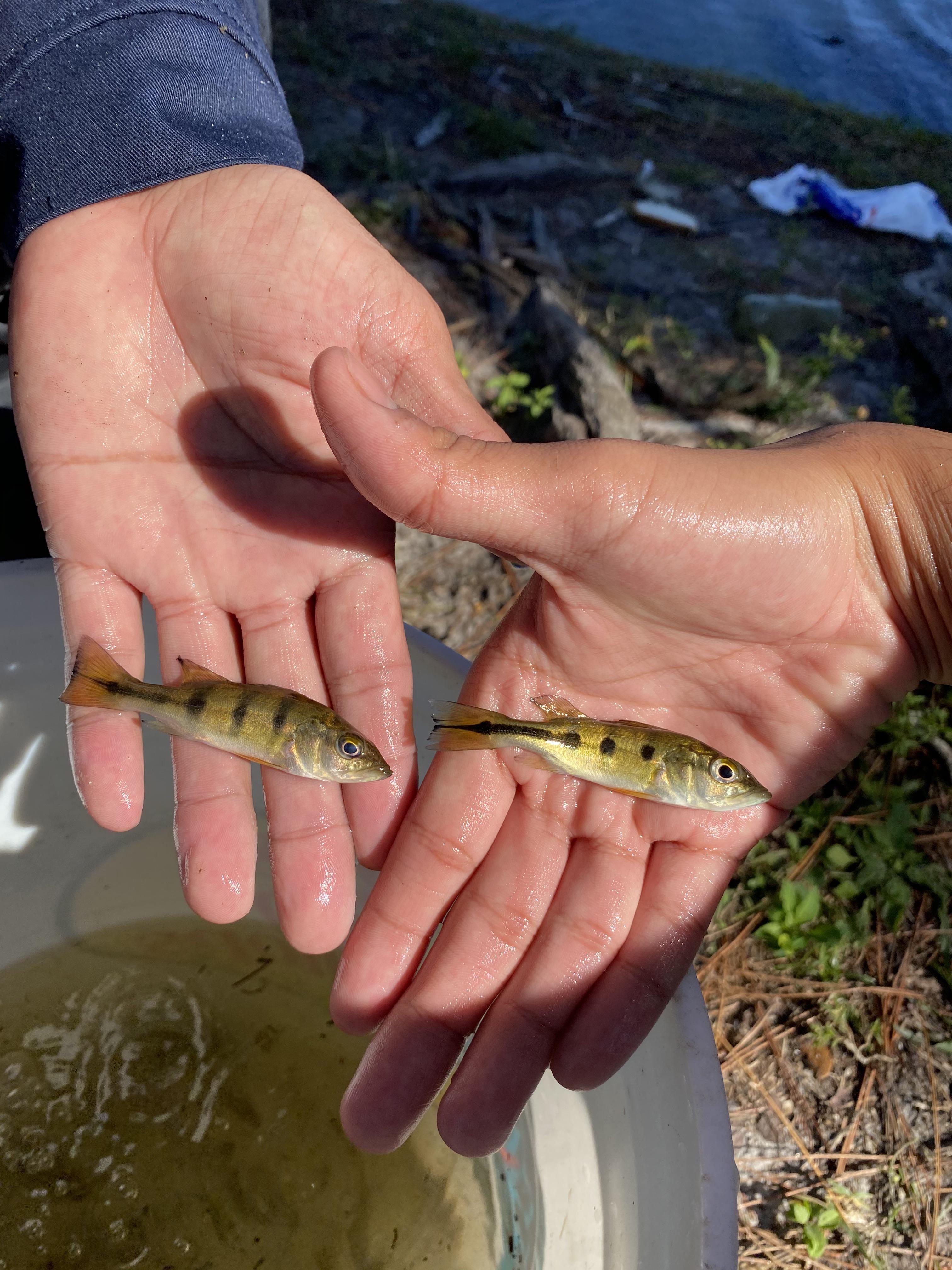 Peacock Bass for sale