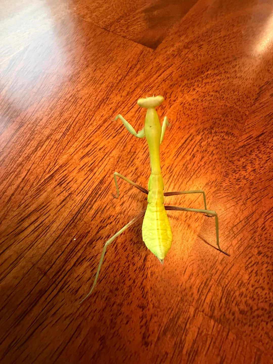 Praying Mantis for sale