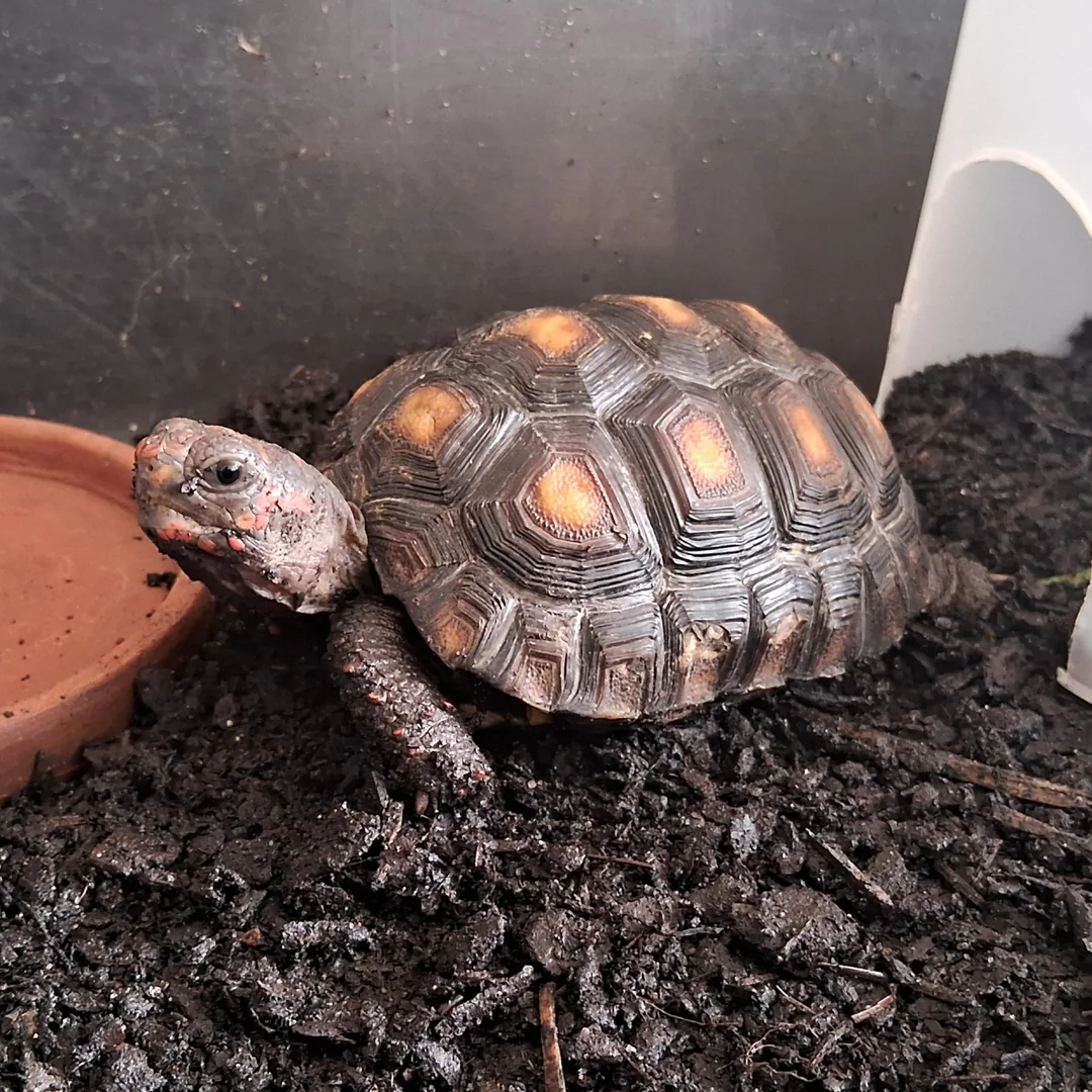 Red-Footed Tortoise for sale