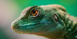 Reptiles for sale