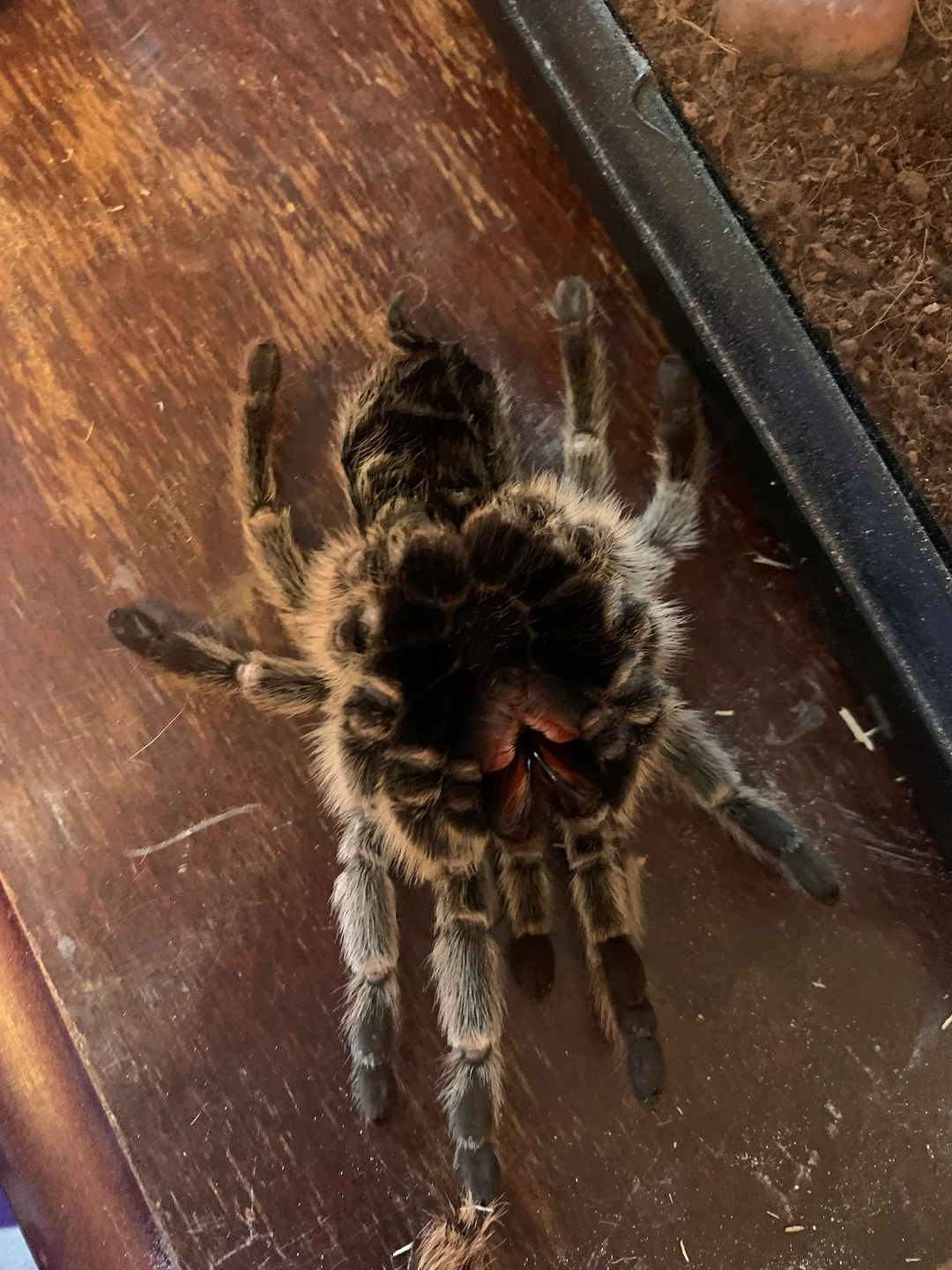 Rose Hair Tarantula for sale