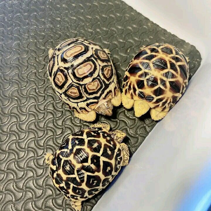 Russian Tortoise for sale