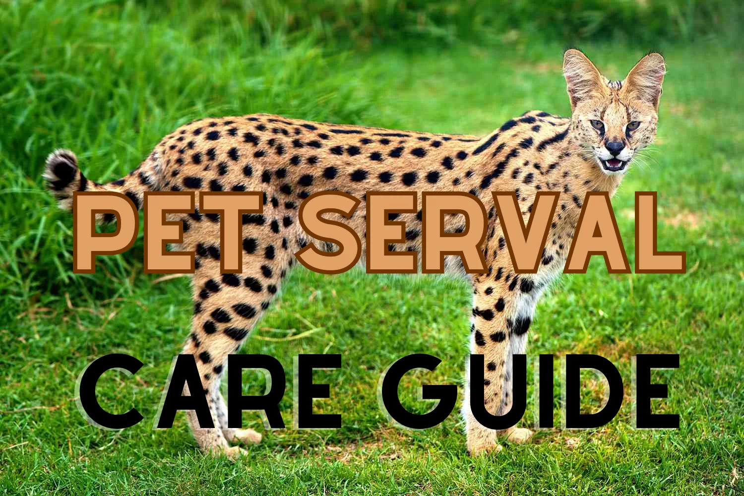 Is it Legal to Own a Serval Cat in the USA? Complete State-by-State Guide