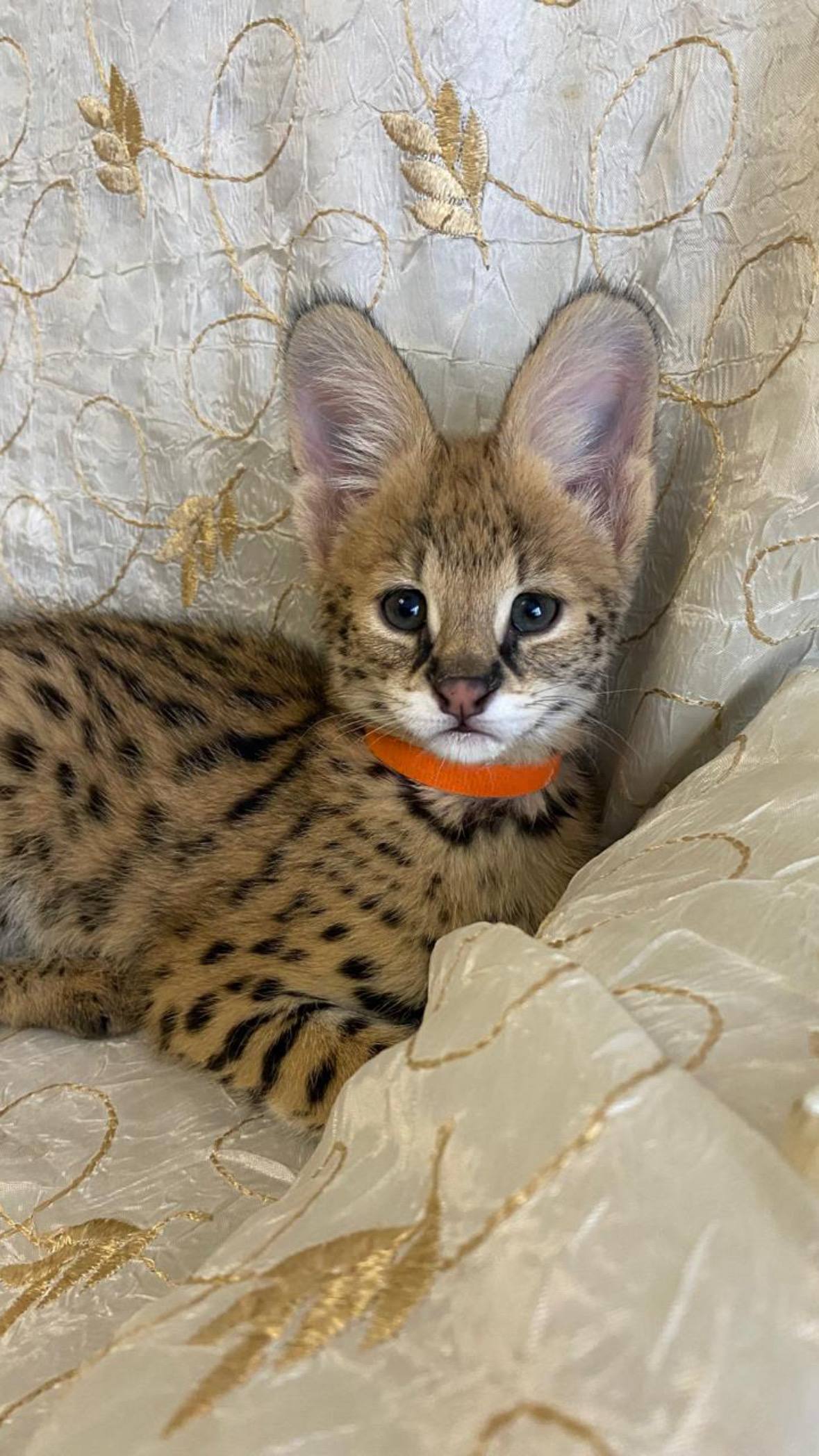 Serval for sale