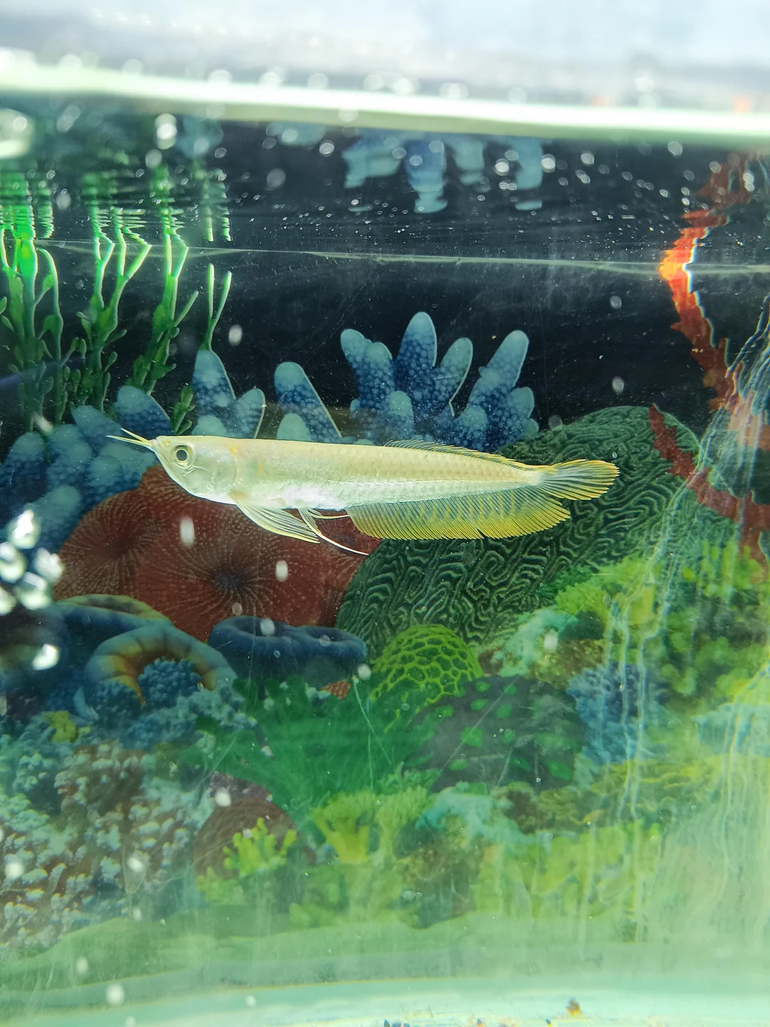 Silver Arowana for sale